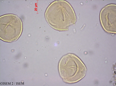 ISEM 2/Heeria_reticulata_37648/Heeria_reticulata_37648_0001(copy)_thumb.jpg